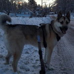 Un Chien d'&Eacute;lan Norv&eacute;gien Gris sur une surface enneig&eacute;e et qui est tenu en laisse 