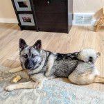 Un Chien d'&Eacute;lan Norv&eacute;gien Gris allong&eacute; sur un plancher et regardant vers la cam&eacute;ra