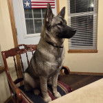 Un Chien d'&Eacute;lan Norv&eacute;gien Gris assis sur une chaise et portant un collier autour du cou