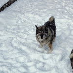 Un Chien d'&Eacute;lan Norv&eacute;gien Gris sur une surface enneig&eacute;e et regardant vers la cam&eacute;ra 