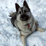 Un Chien d'&Eacute;lan Norv&eacute;gien Gris sur une surface enneig&eacute;e et semblant d&eacute;tendu 