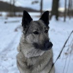 Un Chien d'&Eacute;lan Norv&eacute;gien Gris sur une surface enneig&eacute;e