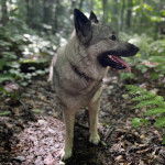 Un Chien d'&Eacute;lan Norv&eacute;gien Gris 
