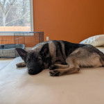 Un Chien d'&Eacute;lan Norv&eacute;gien Gris 