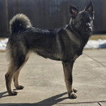 Un Chien d'&Eacute;lan Norv&eacute;gien Gris sur une surface b&eacute;tonn&eacute;e et regardant vers la cam&eacute;ra