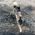 Un Chien d'&Eacute;lan Norv&eacute;gien Gris ayant la langue pendante et regardant vers la cam&eacute;ra 