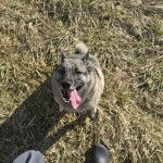 Un Chien d'&Eacute;lan Norv&eacute;gien Gris assis sur un terrain herbeux et ayant la langue pendante 