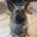 Un Chien d'&Eacute;lan Norv&eacute;gien Gris portant un collier autour du cou