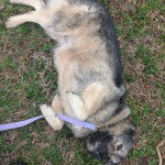 Un Chien d'&Eacute;lan Norv&eacute;gien Gris allong&eacute; sur une surface gazonn&eacute;e et qui est tenu en laisse 