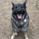 Un Chien d'&Eacute;lan Norv&eacute;gien Gris portant un collier autour du cou
