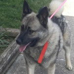 Un Chien d'&Eacute;lan Norv&eacute;gien Gris sur une surface b&eacute;tonn&eacute;e et tirant la langue 