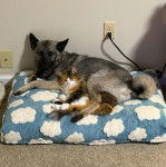 Un Chien d'&Eacute;lan Norv&eacute;gien Gris allong&eacute; sur un oreiller et regardant vers la cam&eacute;ra 