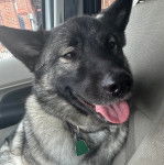 Un Chien d'&Eacute;lan Norv&eacute;gien Gris tirant la langue et portant un collier autour du cou