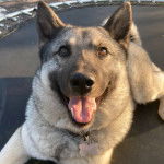 Un Chien d'&Eacute;lan Norv&eacute;gien Gris ayant la gueule ouverte et portant un collier autour du cou