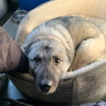 Un Chien d'&Eacute;lan Norv&eacute;gien Gris allong&eacute; dans un panier et semblant d&eacute;tendu 