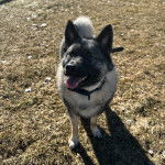 Un Chien d'&Eacute;lan Norv&eacute;gien Gris sur une surface herbac&eacute;e et portant un collier autour du cou