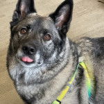 Un Chien d'&Eacute;lan Norv&eacute;gien Gris tirant la langue et portant un harnais 