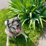 Un Chien d'&Eacute;lan Norv&eacute;gien Gris assis sur un terrain herbeux et qui est tenu en laisse 