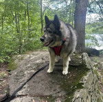 Un Chien d'&Eacute;lan Norv&eacute;gien Gris sur un rocher et qui est tenu en laisse 