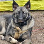 Un Chien d'&Eacute;lan Norv&eacute;gien Gris regardant vers la cam&eacute;ra et portant un harnais 