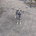Un Chien d'&Eacute;lan Norv&eacute;gien Gris regardant vers la cam&eacute;ra et portant un collier autour du cou