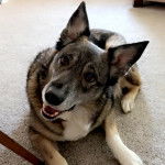 Un Chien d'&Eacute;lan Norv&eacute;gien Gris allong&eacute; sur une moquette 