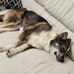 Un Chien d'&Eacute;lan Norv&eacute;gien Gris allong&eacute; sur un canap&eacute; et semblant dormir