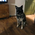 Un Chien d'&Eacute;lan Norv&eacute;gien Gris assis sur un plancher et portant un collier autour du cou