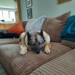 Un Chien d'&Eacute;lan Norv&eacute;gien Gris allong&eacute; sur un canap&eacute; 