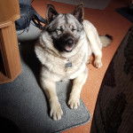 Un Chien d'&Eacute;lan Norv&eacute;gien Gris allong&eacute; et portant un collier autour du cou