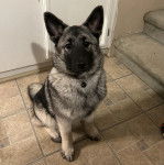 Un Chien d'&Eacute;lan Norv&eacute;gien Gris assis sur un sol carrel&eacute; et portant un collier autour du cou