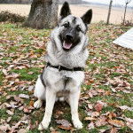 Un Chien d'&Eacute;lan Norv&eacute;gien Gris assis sur un sol jonch&eacute;s de feuilles mortes et portant un harnais 