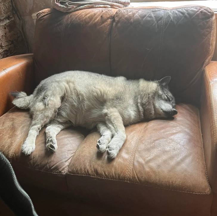 Un Chien d'Élan Norvégien Gris allongé sur un fauteuil et semblant dormir