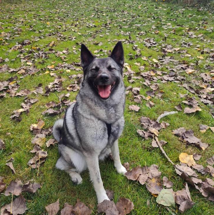 Un Chien d'Élan Norvégien Gris assis sur une surface gazonnée et portant un harnais 