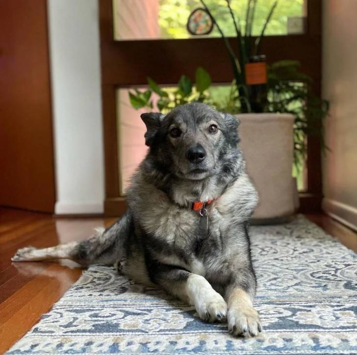 Un Chien d'Élan Norvégien Gris allongé sur un tapis et portant un collier autour du cou