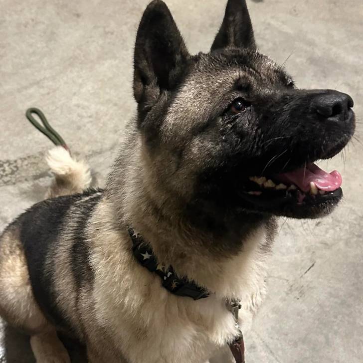 Un Chien d'Élan Norvégien Gris assis sur une surface bétonnée et qui est tenu en laisse 