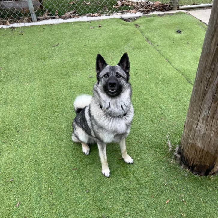 Un Chien d'Élan Norvégien Gris sur du gazon synthétique et portant un collier autour du cou
