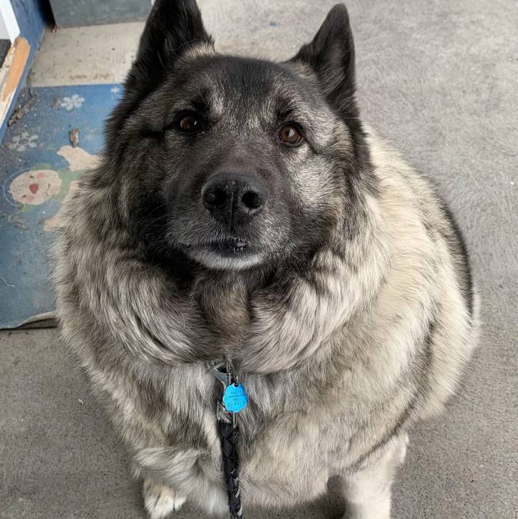 Un Chien d'Élan Norvégien Gris assis sur une surface bétonnée et qui est tenu en laisse 
