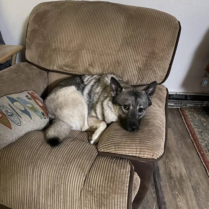 Un Chien d'Élan Norvégien Gris allongé sur un fauteuil et regardant vers la caméra
