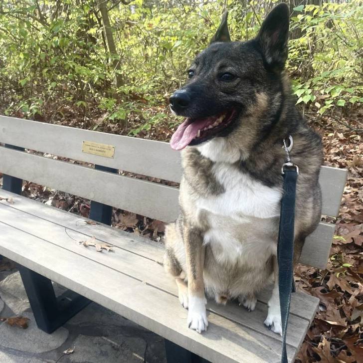 Un Chien d'Élan Norvégien Gris assis sur un banc en bois et qui est tenu en laisse 