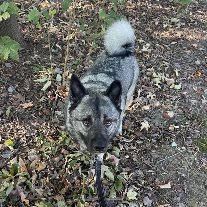 Un Chien d'Élan Norvégien Gris sur un sol jonchés de feuilles mortes et qui est tenu en laisse 