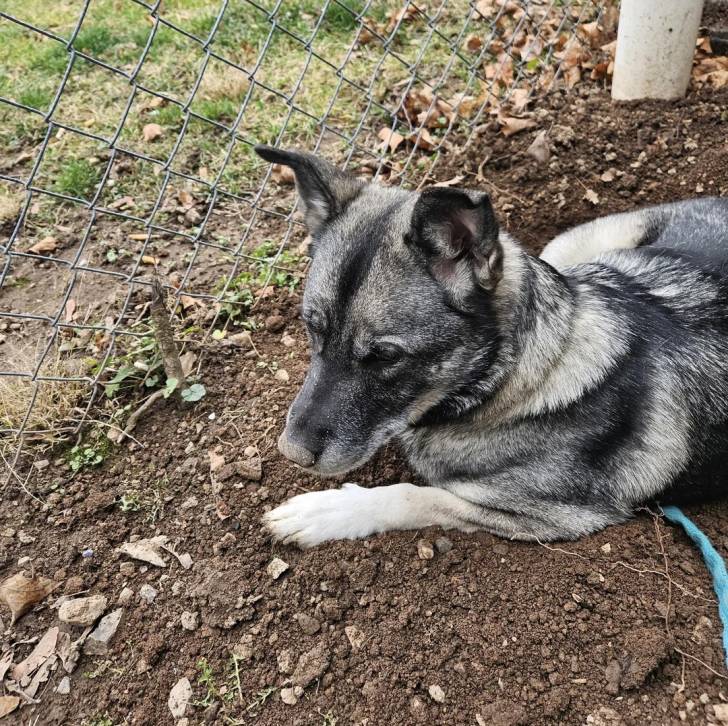 Un Chien d'Élan Norvégien Gris allongé sur une surface sableuse et qui est tenu en laisse 
