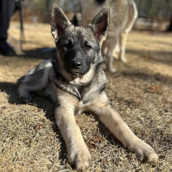 Un Chien d'Élan Norvégien Gris allongé sur un terrain herbeux et regardant vers la caméra