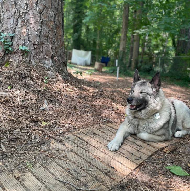 Un Chien d'Élan Norvégien Gris allongé et portant un collier autour du cou