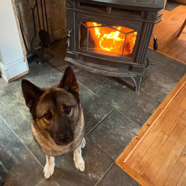 Un Chien d'Élan Norvégien Gris assis sur un sol carrelé et regardant vers la caméra