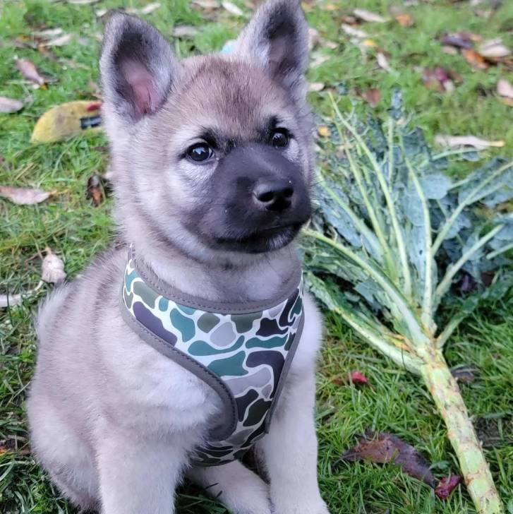 Un chiot Chien d'Élan Norvégien Gris assis sur un terrain herbeux et portant un harnais 