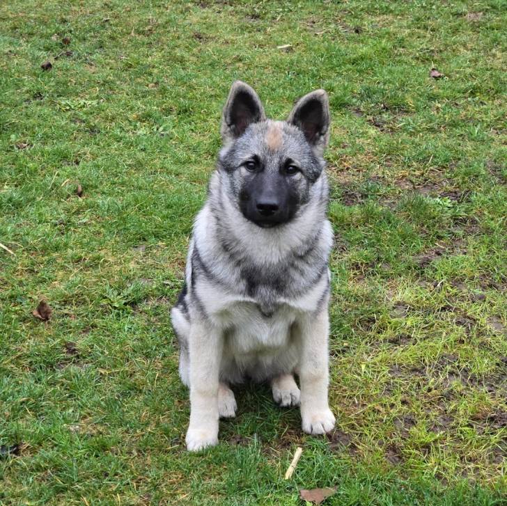 Un Chien d'Élan Norvégien Gris assis sur un terrain herbeux et regardant vers la caméra 