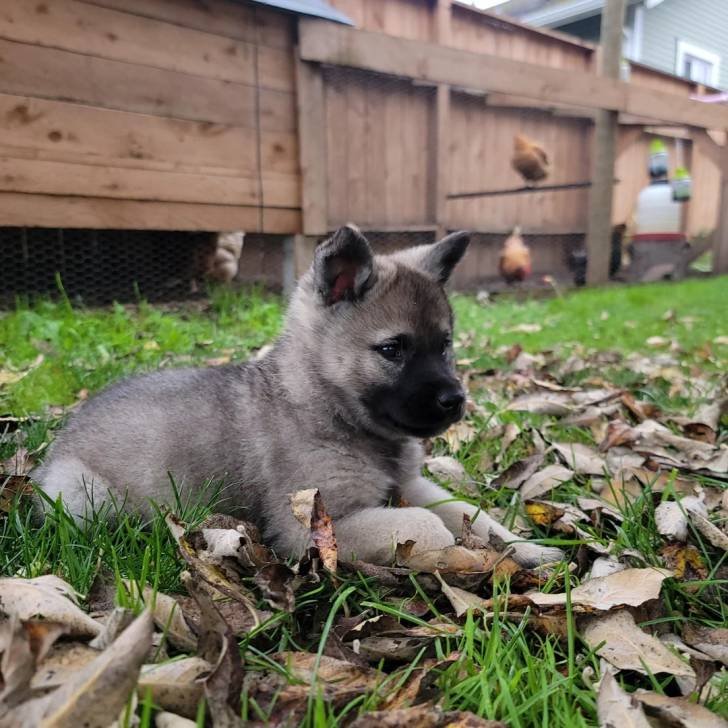 Un chiot Chien d'Élan Norvégien Gris sur un terrain herbeux et semblant détendu
