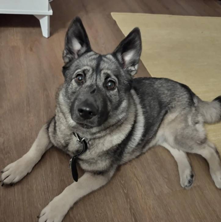 Un Chien d'Élan Norvégien Gris allongé sur un plancher et portant un collier autour du cou