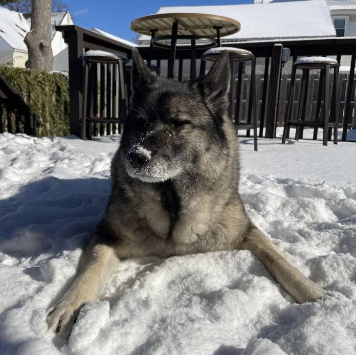 Un Chien d'Élan Norvégien Gris allongé sur une surface enneigée 